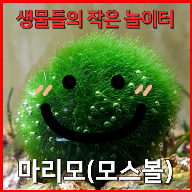 [수초농부] 모스볼 대형 키우기 쉬운 초보 수초 음성 구피 새우 은신처 놀이터 장식품, 1개