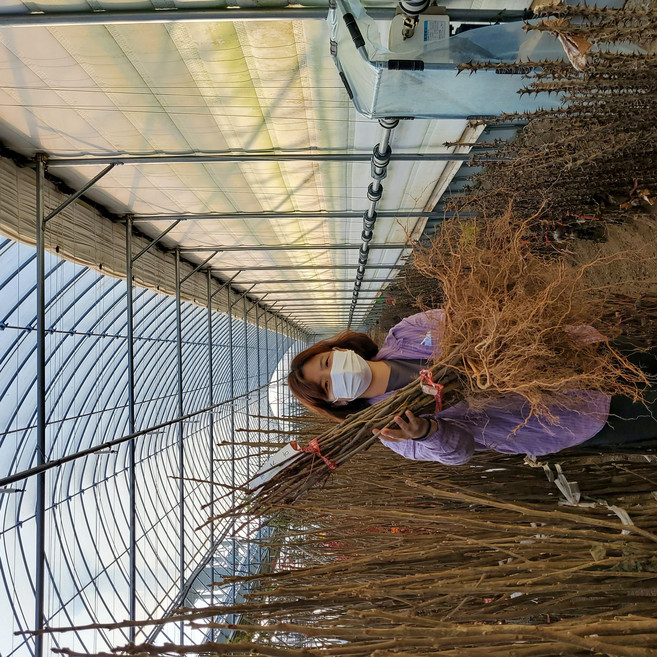 마가목나무 묘목 1년생 조경수 정원수, 1개, 마가목 1년생 20~30cm