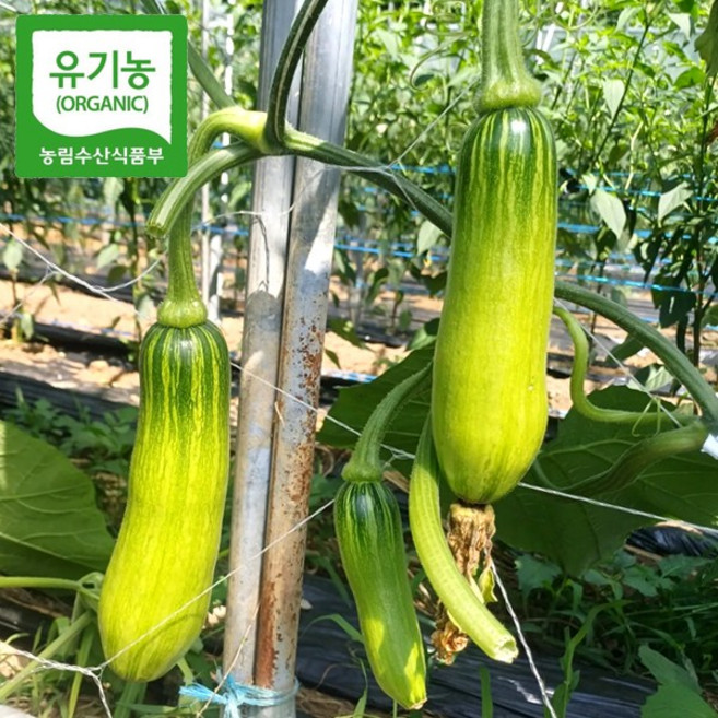 [프리미엄 유기농 애 호박]국내산 강원도 홍천 유기능 인증 애호박 이유식 식재료 수확 배송, 1개, 프리미엄 2개