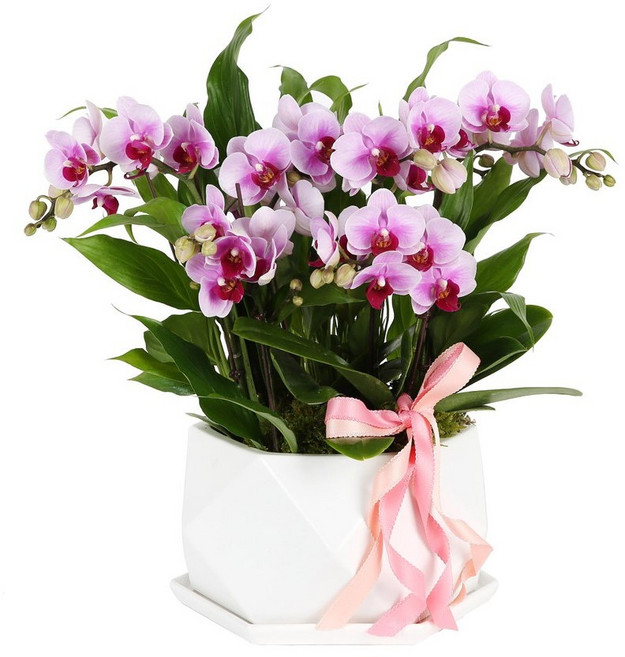 (오늘도착) 어버이날 서양란 호접란 화분 부모님선물 어버이날선물 오래가는꽃 효도선물 장수선물 당일꽃배달 [ST-H466]