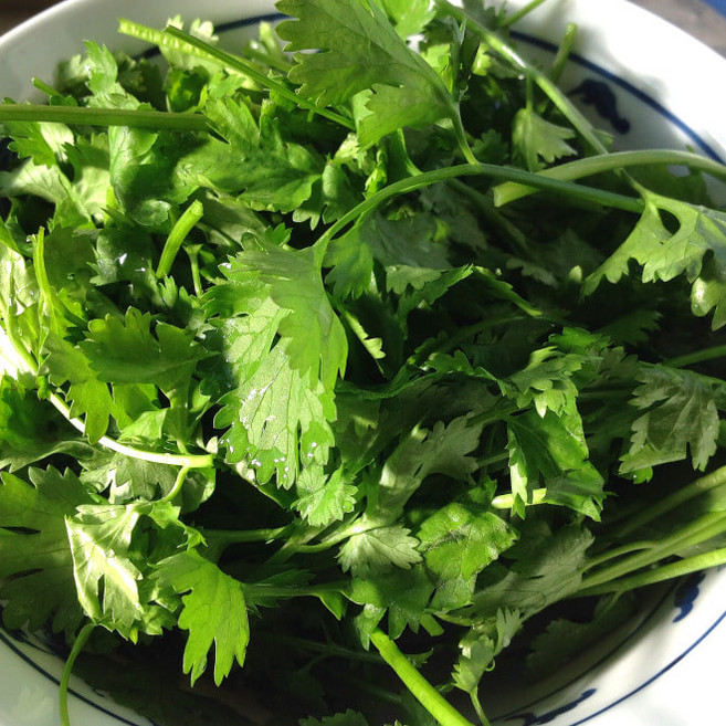 국내산 생 고수채 1단 약 300g Fresh Coriander