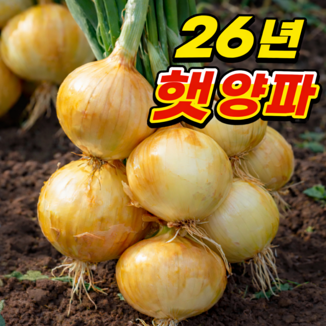 [초특가2주할인] 국내산 농가직송 단단아삭 햇양파, 1박스, 2kg / 소