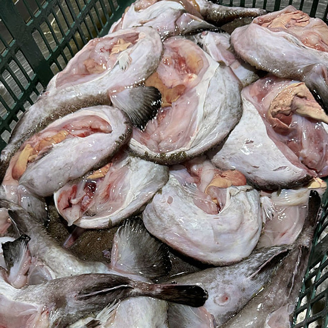 통영 손질 아귀 생물 냉동 아귀 애 통영 아구 찜 냉동 아구 꼬리 아구간 아귀위 아귀꼬리 아구애 아귀살, 1개, 1kg 1-2미