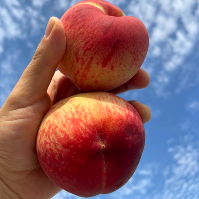 [선한마을] 최고품질-고당도 백도 딱딱이 복숭아, 1박스, 딱딱이 복숭아 4kg 중과 (19-22과 내외)