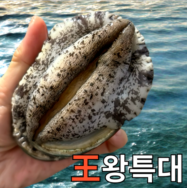 [파도스토리] 완도전복 2kg 왕특대 직거래 산지직송 산소포장 선물 세트, 1박스, 2kg(왕특대 14-16미 )