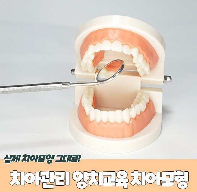 우리 [우리] 유치원 학교 간호 교육 실습용 양호실용 치아 이빨 모형 8cmX6.5cmX5.7cm, 1개