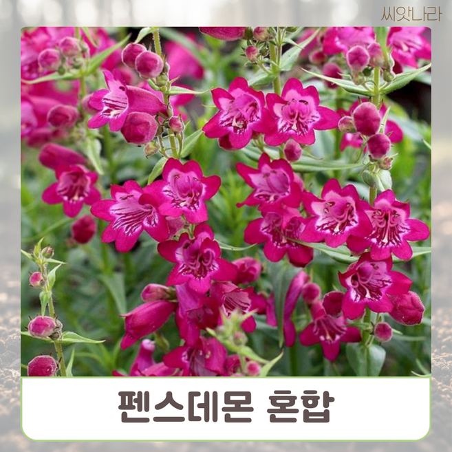 (씨앗나라) 펜스데몬 혼합 15립 정원꾸미기 씨앗나라 종자판매 꽃씨앗 씨앗, 본상품선택