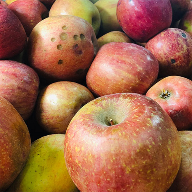 [아침이슬사과] 경북 사과 가정용 주스용 실속, 1박스, 쥬스용사과10KG(반품교환X)