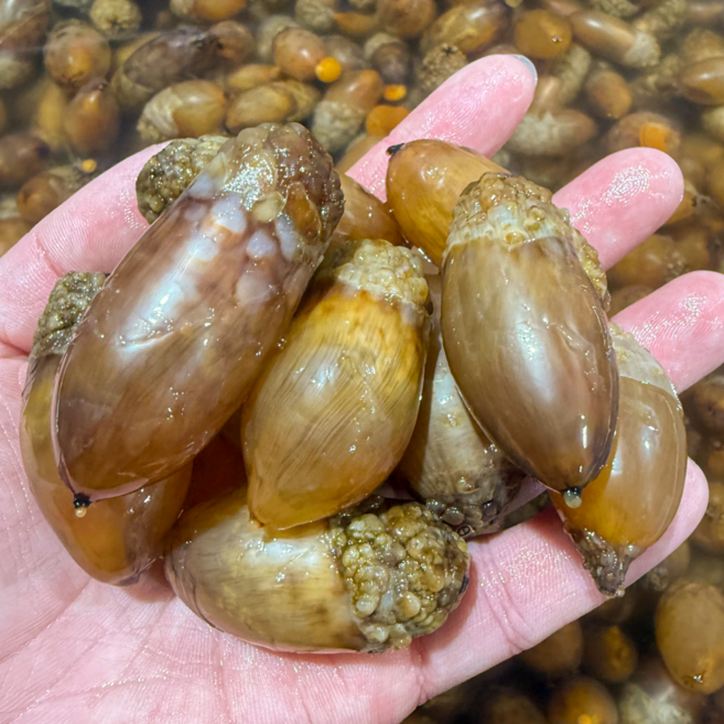 제철한가득 국산 생물 미더덕 회, 1개, 500g