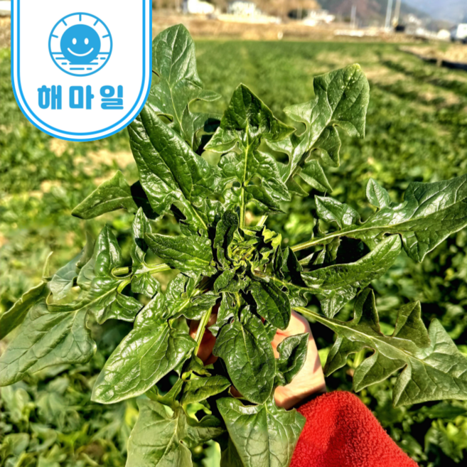 해풍 맞고 자란 남해 노지 시금치 보물초 섬초, 1개