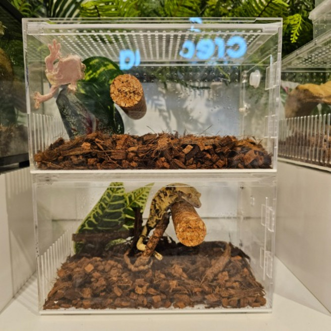 크레도니아 적재형아크릴사육장 중형, 1개