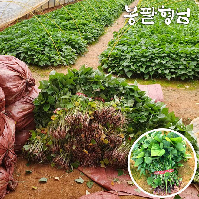 2026 [봉팔형님] 꿀 고구마모종 고구마순, 1박스, 20kg