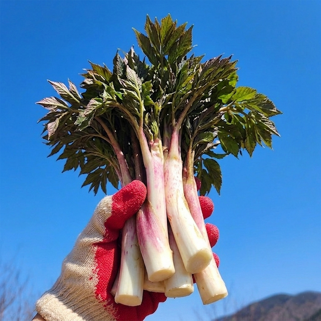 [한정특가] 국산 땅두릅 자연산 두릅, 1박스, 1kg