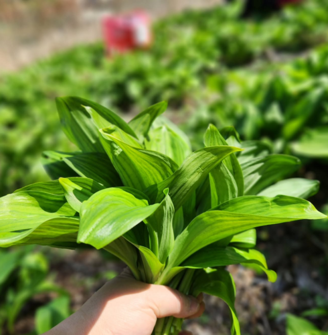 [귀한나물] 강원도 울릉도종 산마늘 명이나물, 1박스, 2kg