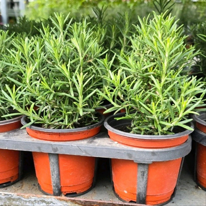 로즈마리 허브 소품 건돌이, 1개, 기본