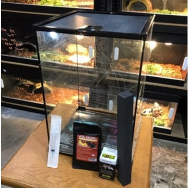 크레스티드게코 가성비 킹왕짱셋트 (20*20*30cm DJ테라리움), 1개