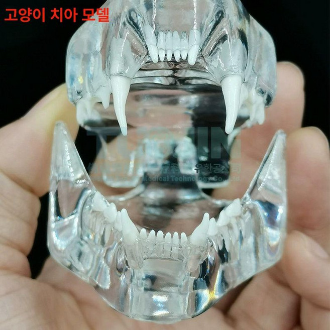 강아지 치아 모형 고양이 이빨 교육용 동물병원 동물, 개 이빨, 1개, 기본 색상
