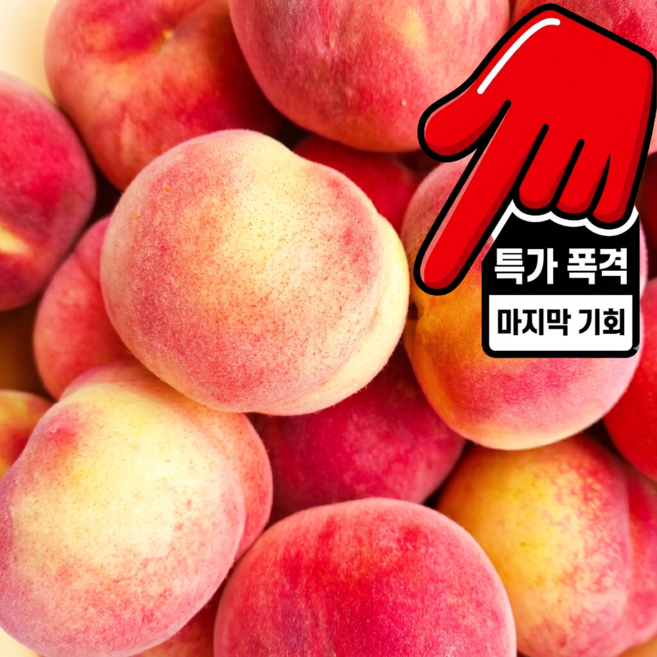하우스 복숭아 달콤한 백도 황도 말랑이 털복숭아 국내산, 1박스, 0.5 kg 중소과 (2-5과)