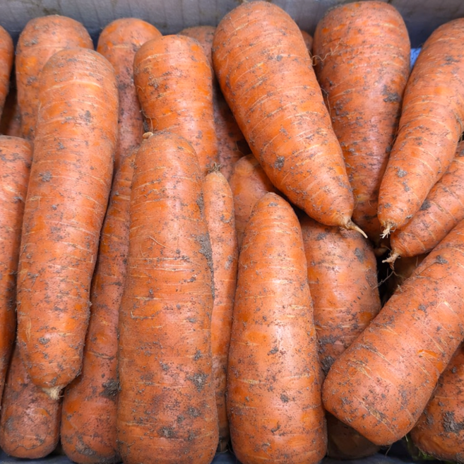 루트팜 제주 구좌 당근 흙당근, 1개, 5kg 특