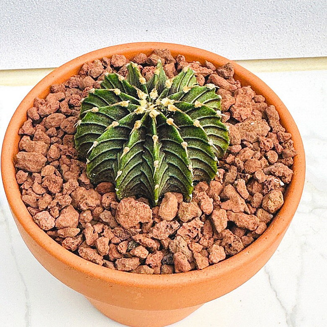 F5 농장직송 산아래 다육이 생명력최고 키우기쉬운 공기정화 전자파차단 하월시아 다육 식물 선인장, 1개, 럭셔리