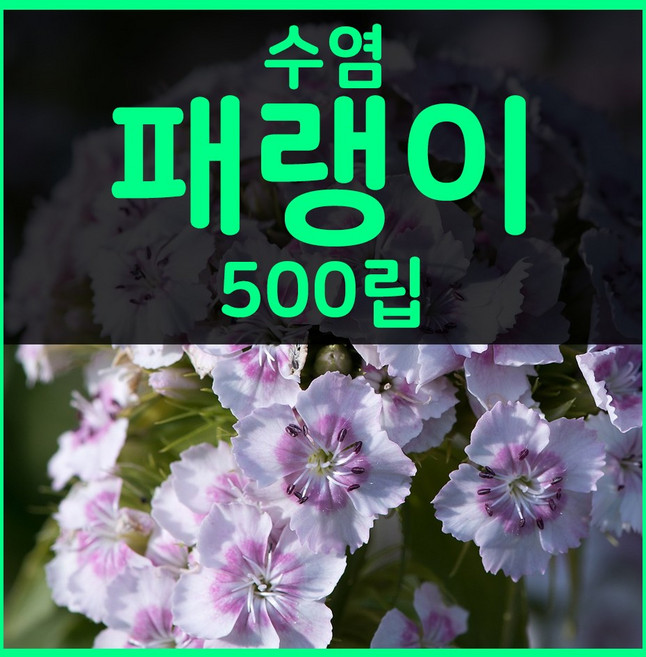 꽃씨몰 꽃씨 봄 파종 여름꽃씨 가을 노지월동 다년생 야생화 양귀비 종자 꽃씨앗, 1개