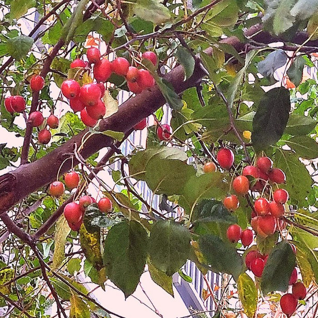 같이가치농원 실생1년생 꽃사과 나무 묘목, 단일