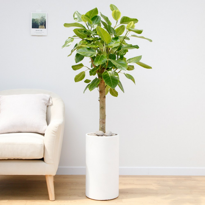 드셀플라워 금전수 대형 개업 화분 집들이 선물 승진 사무실 이전 병원 개원 식당 개업식 축하 화분 배달 당일배송 시멘트, 1개, 5.대형_뱅갈고무나무 흰색원형 시멘트