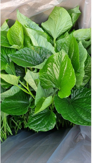 국내 재배 차푸 차푸(PIPER SARMENTOSUM), 차푸 100gស្លឹកចាភ្លូ ชพลู×1개