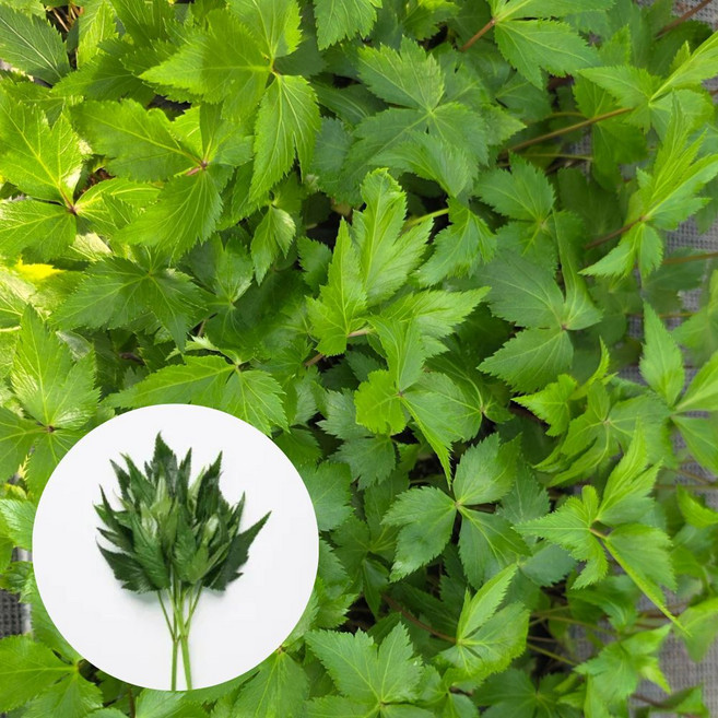 [오감] 당귀 모종 일당귀 쌈채소 묘종, 3개