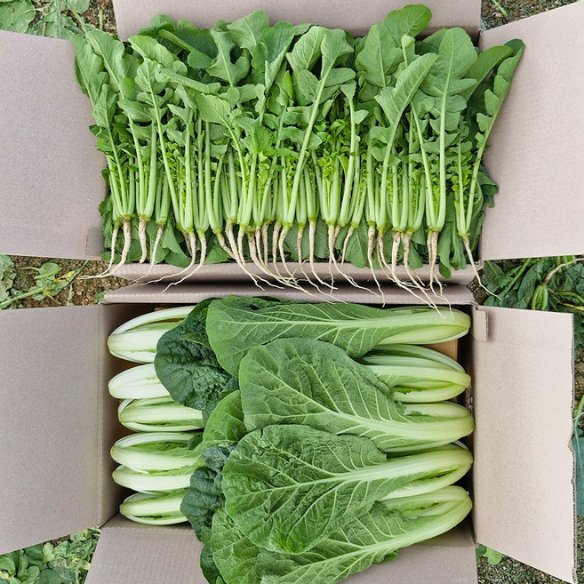 [갓따옴] 어린 열무+얼갈이 | 김치/겉절이 전용 | 수확 발송, 1개, 어린열무2kg+얼갈이1kg