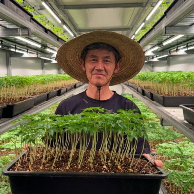 새싹삼미니100개 업소용 대량 새싹 인삼 부모님 효도 건강 생신 선물 자양강장 식품, 100개