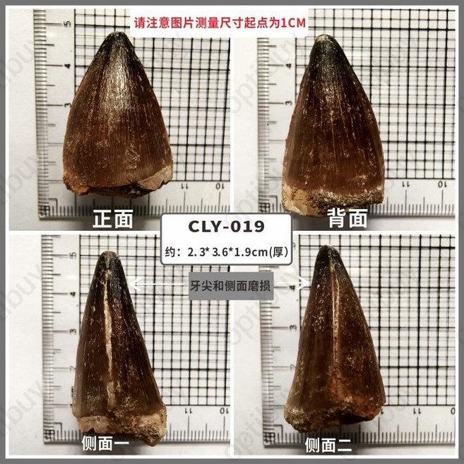 상어이빨 메갈로돈 암모나이트 화석 치화석 상어뼈, 대형 모사사우루스 이빨-019