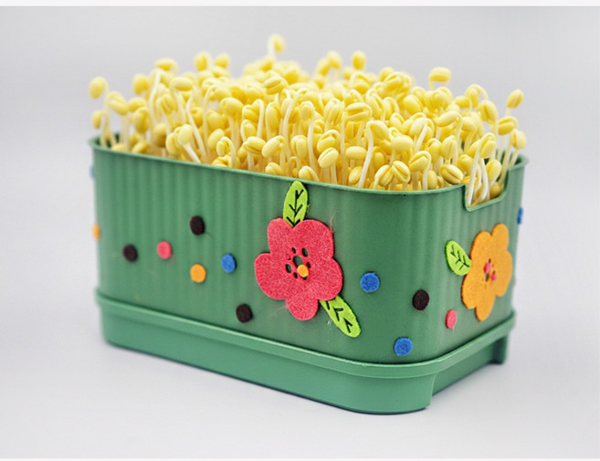 식물성장관찰 자연학습 교실체험활동 사각시루 콩나물키우기키트 5개 교구, 동백