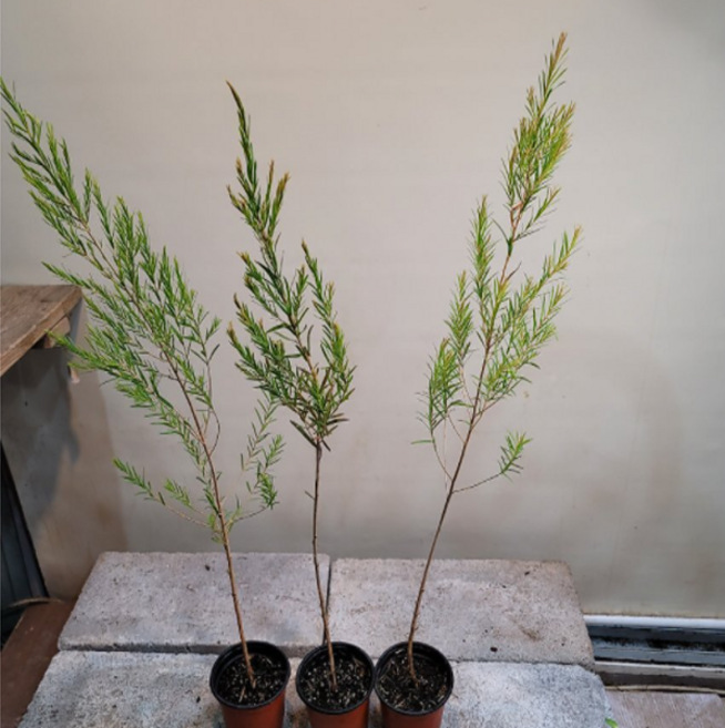 티트리나무(묵은둥이에요) 잎으로 오일을 만들어요, 1개