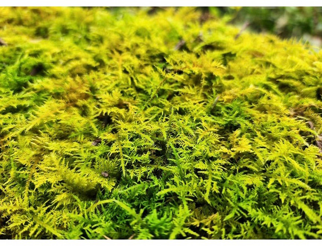 苔鑽 人工培育 青苔 微景觀 生態缸 苔蘚 DIY, 1個, 大羽苔,片裝12cm*12cm