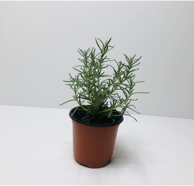 로즈마리화분, 1개