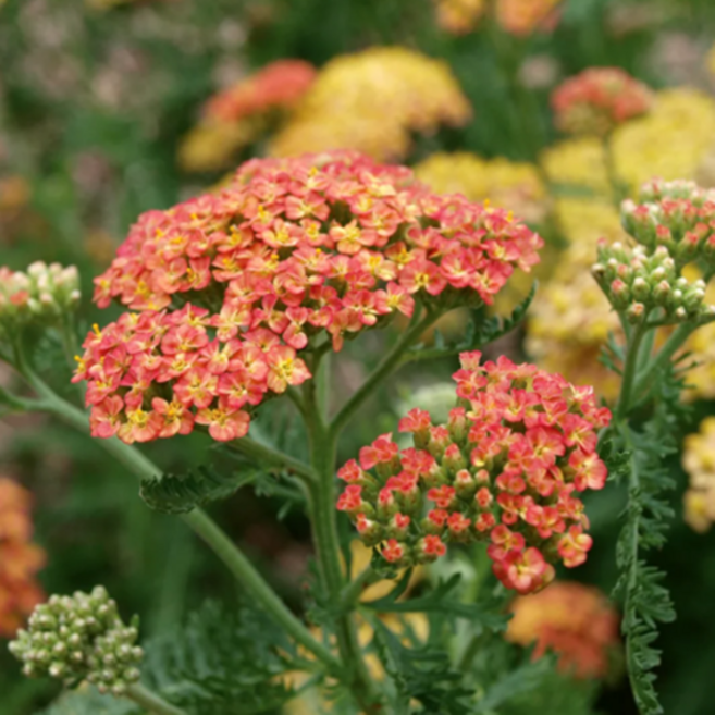 톱풀 '테라코타' [3포트] (복남이네야생화 Terracotta Yarrow), 3개