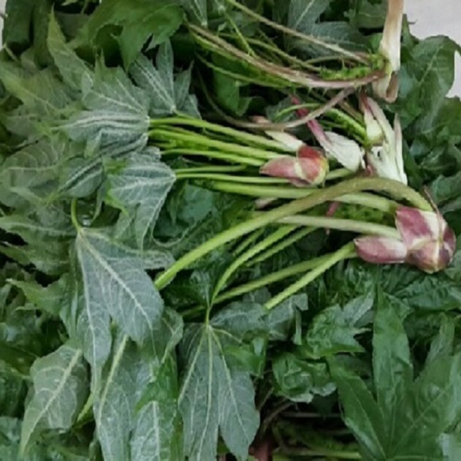 자연산 야생 엄나무순(장아찌용) 1Kg 1박스