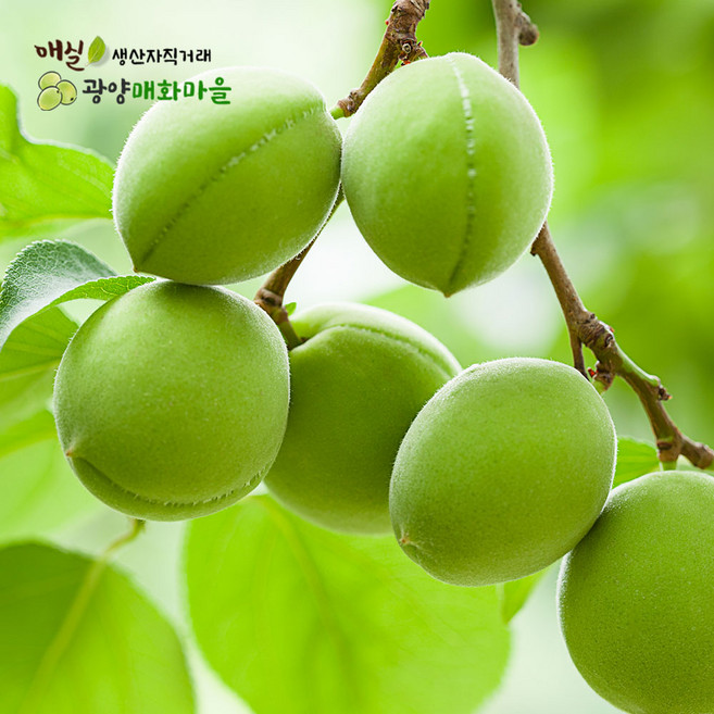 광양매화마을 광양매실 청매실10kg, 1개, 청매실10kg(상)