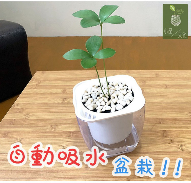 幸運樹 4吋透明懶人盆栽 觀葉植物, 1個, 透明