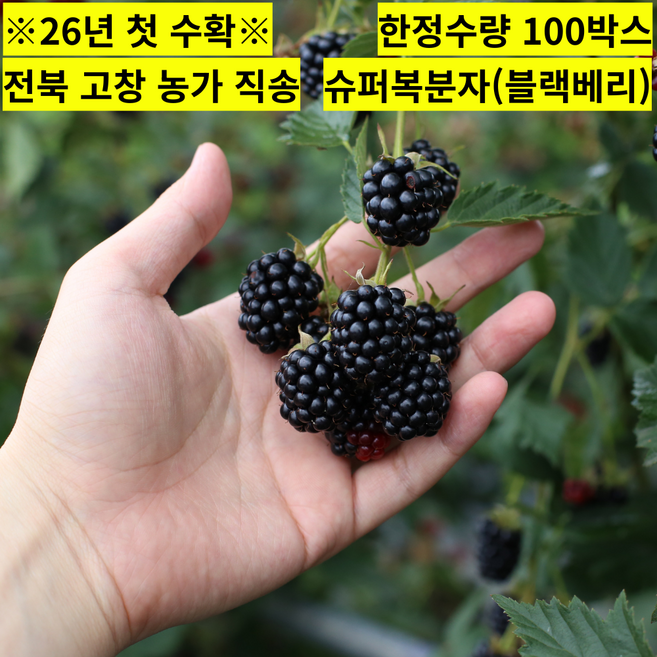 [26년첫수확]산지직송 전북고창 슈퍼복분자 블랙베리, 1개, 슈퍼복분자 특품 5kg