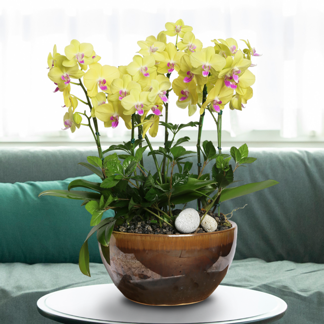 에코플라워 서양란 (쥬피트_50cm내외) 전국당일배송 사진전송 승진 영전 인사이동 진급 취임 개업 꽃배달 h-0461, 1개