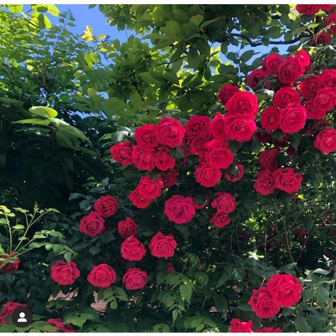 착한가격 광일농원 줄장미 (빨강색) 덩쿨장미 5주 세트(무료배송), 5개