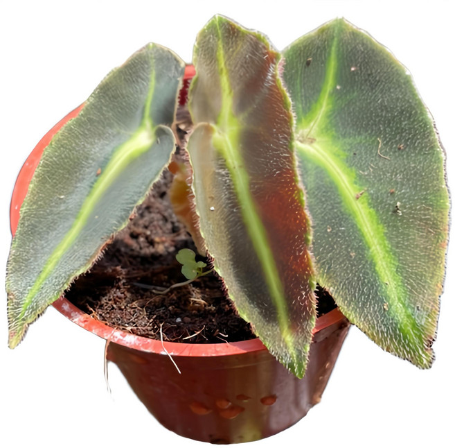 萬花叢 觀葉植物 貓眼海棠/貓眼秋海棠 室內盆栽, 1個