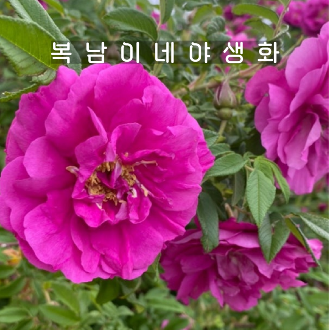 겹해당화 카네이션레드 [1개 복남이네야생화 모종 생울타리 꽃나무 인가목 rose], 1개