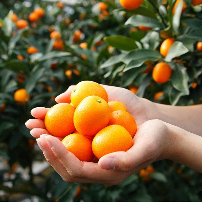 세품품 껍질째 먹는 제주산 금귤 낑깡, 1박스, 2kg
