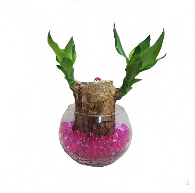 트리앤 젤리소일 1+1 푸딩병 개운죽 / 테이블야자 스킨답서스 아이비식물 워터비즈 답례품 공기정화식물 실내습도조절 유리병 칼라소일 칼라스톤 칼라자갈 색돌 수경식물, 03-5. 단지병 젤리 행운목(핑크) 1개