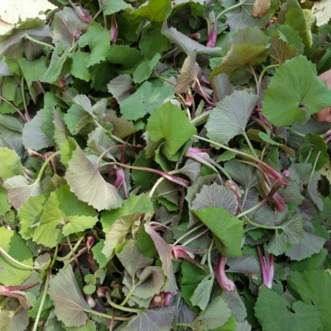 당일수확 산지직송 국산 머위순 머위잎, 1박스, 1kg