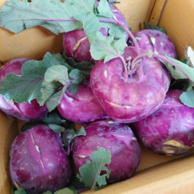 탐나유 국내산 제주 콜라비 햇콜라비, 1개, 10kg