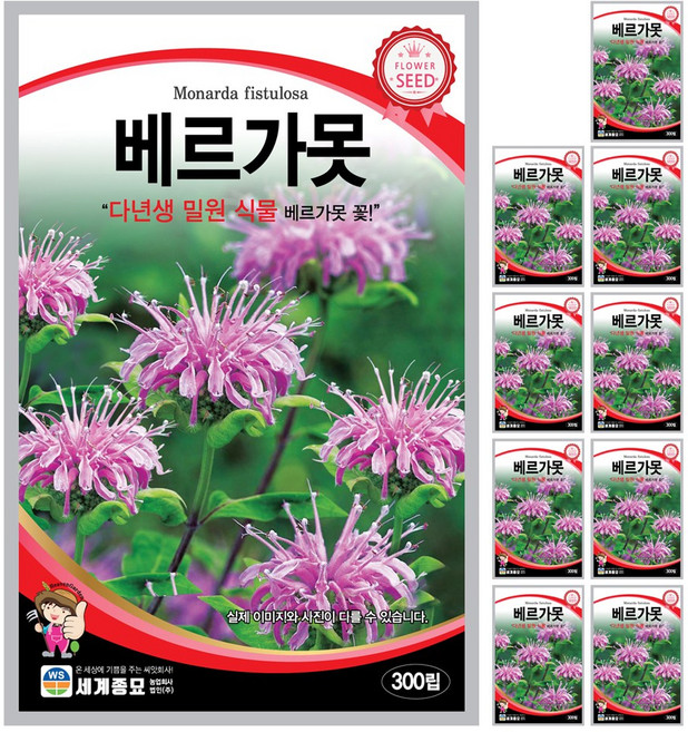 베르가못 씨앗 꽃씨 300립 꽃씨앗 세계종묘 모칸도, 10개